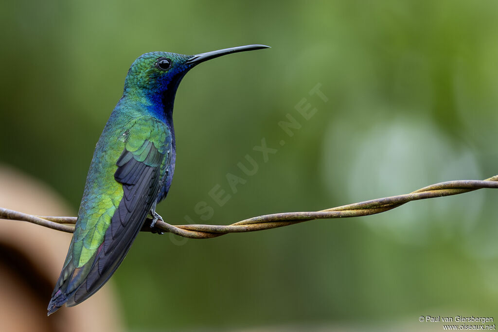 Mango à cravate noire mâle adulte