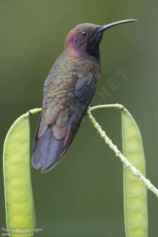 Jamaican Mangoadult, identification