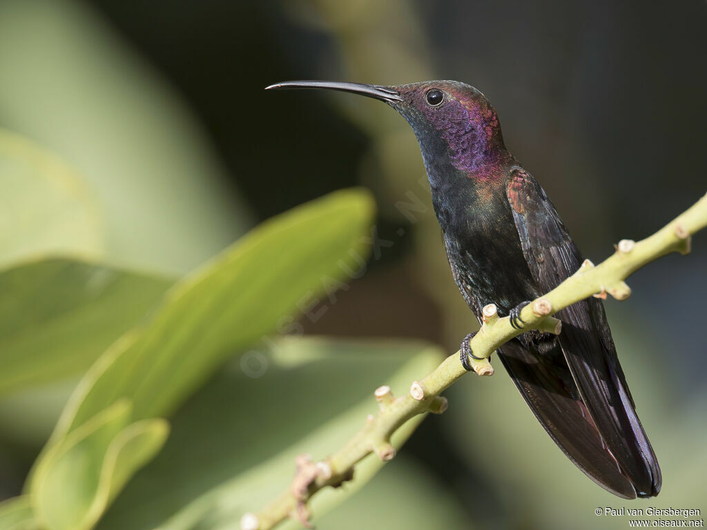 Jamaican Mangoadult