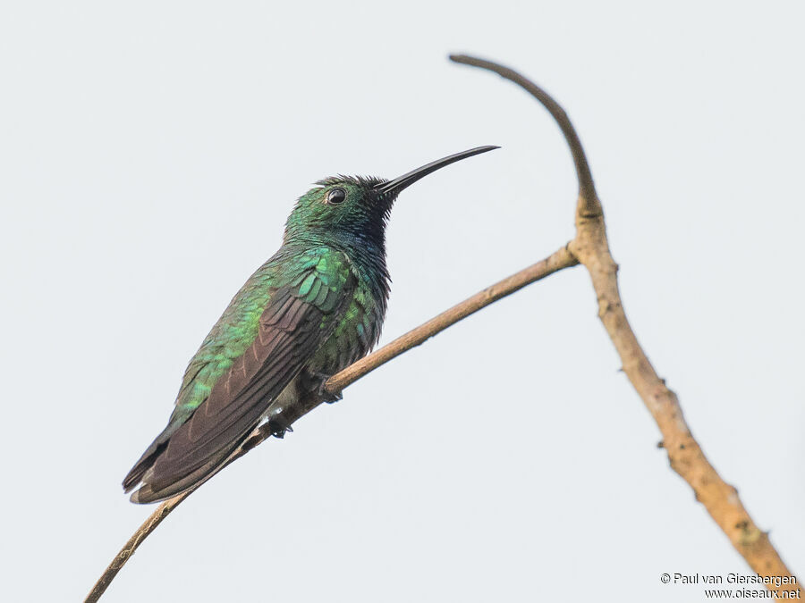 Green-breasted Mango male adult