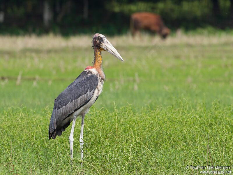 Greater Adjutant