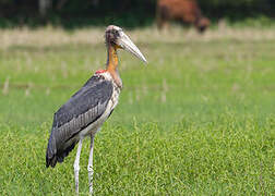 Greater Adjutant