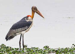 Greater Adjutant