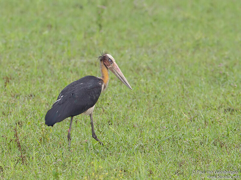 Lesser Adjutant