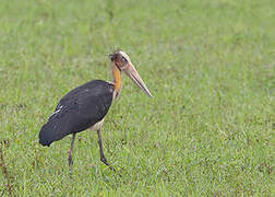 Lesser Adjutant