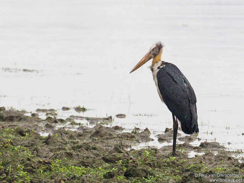 Lesser Adjutant