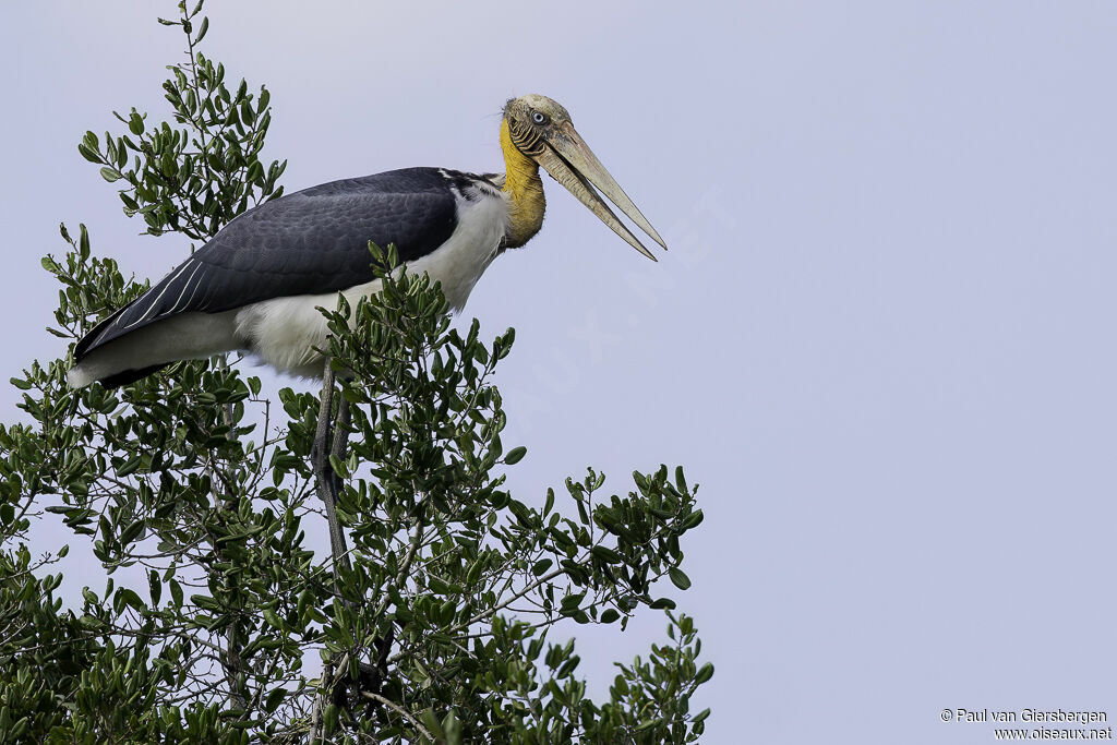 Lesser Adjutantadult