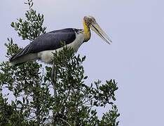 Lesser Adjutant