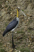 Lesser Adjutant