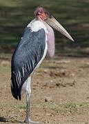 Marabou Stork