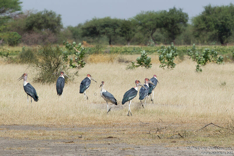 Marabou Stork