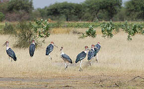 Marabou Stork