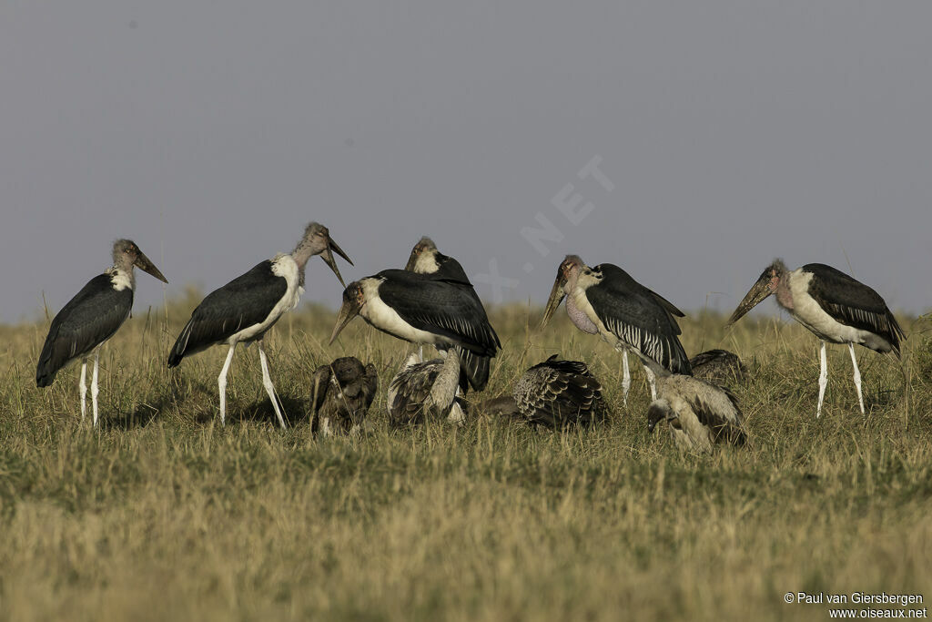 Marabou Storkadult