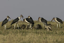 Marabou Stork