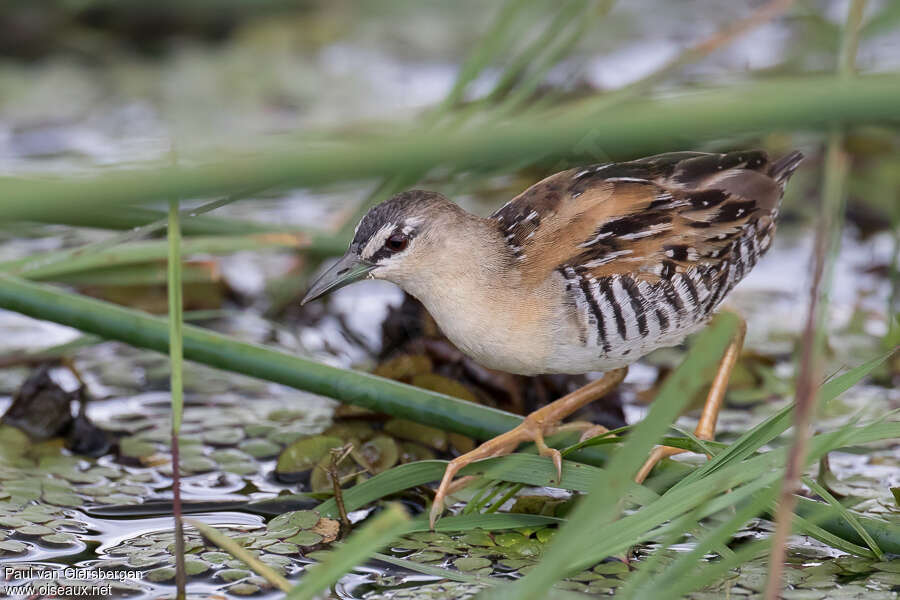 Yellow-breasted Crakeadult, identification