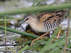 Yellow-breasted Crake