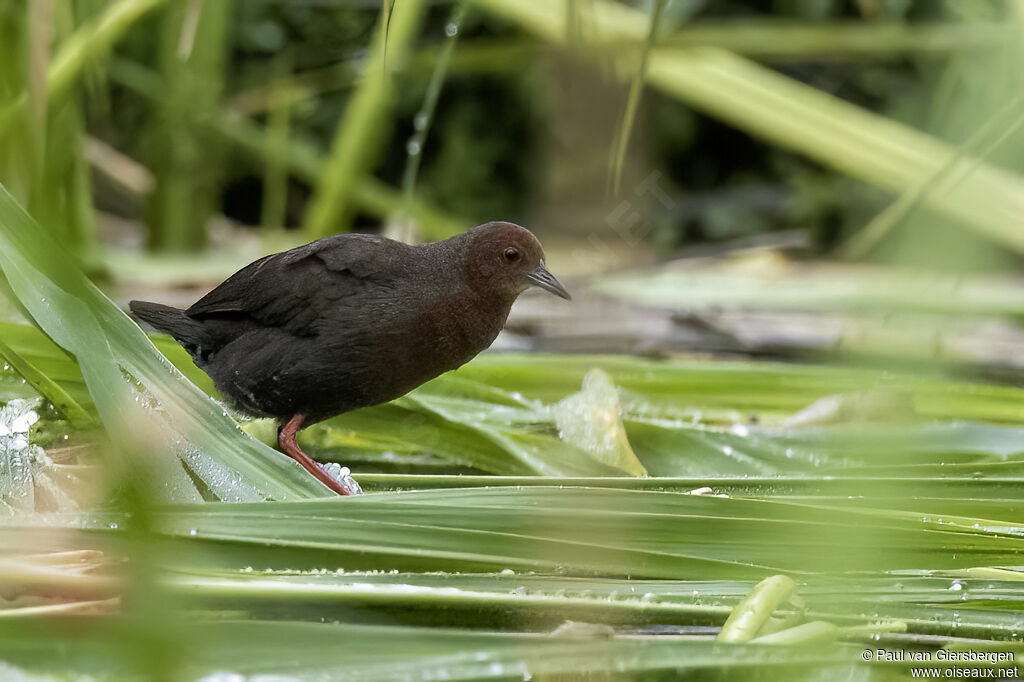 Ruddy-breasted Crakeadult