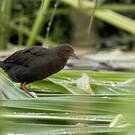 Marouette brune