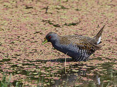 Australian Crake