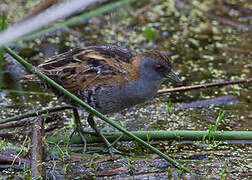 Baillon's Crake