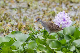 White-browed Crake