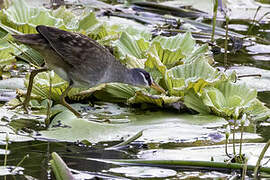 White-browed Crake