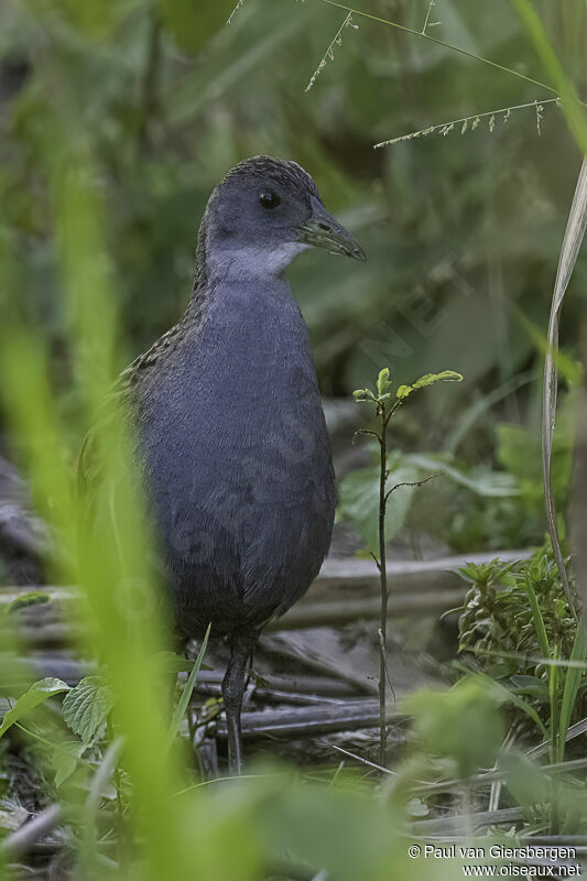 Ash-throated Crakeadult