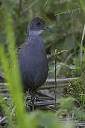 Ash-throated Crake