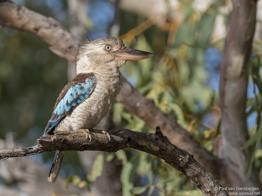 Martin-chasseur à ailes bleuesadulte