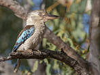 Martin-chasseur à ailes bleues