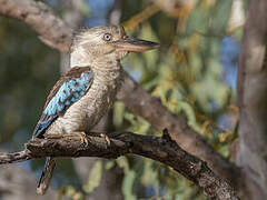 Blue-winged Kookaburra