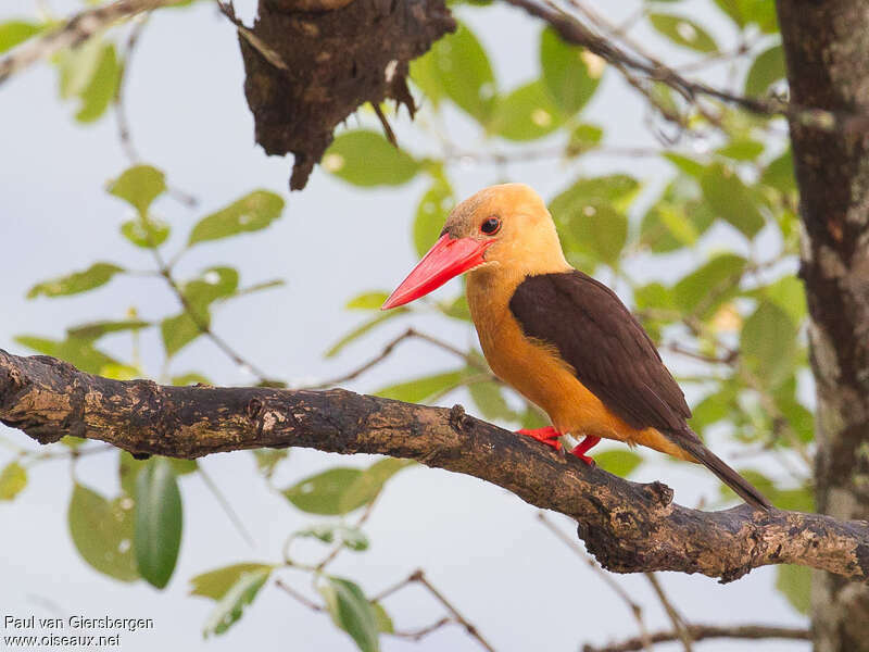 Brown-winged Kingfisheradult, identification