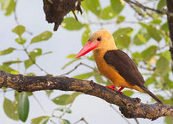 Brown-winged Kingfisher