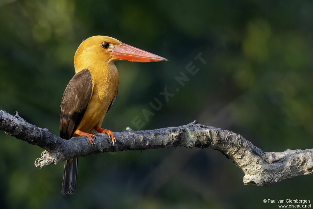 Martin-chasseur à ailes brunes