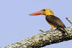 Martin-chasseur à ailes brunes