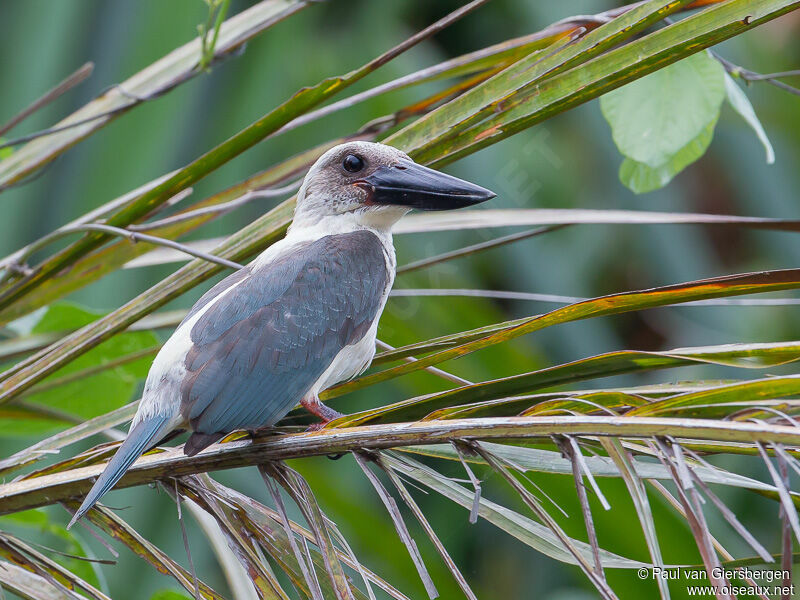 Great-billed Kingfisher