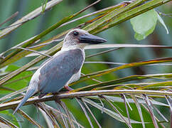 Great-billed Kingfisher