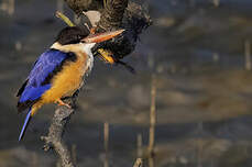 Martin-chasseur à coiffe noire