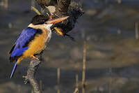Martin-chasseur à coiffe noire