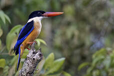 Martin-chasseur à coiffe noire