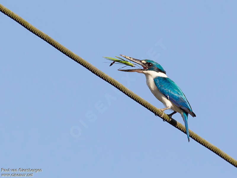 Collared Kingfisheradult, feeding habits