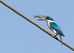 Collared Kingfisher