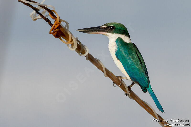 Collared Kingfisheradult