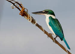 Collared Kingfisher