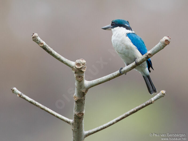 Collared Kingfisher