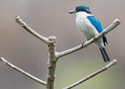 Collared Kingfisher