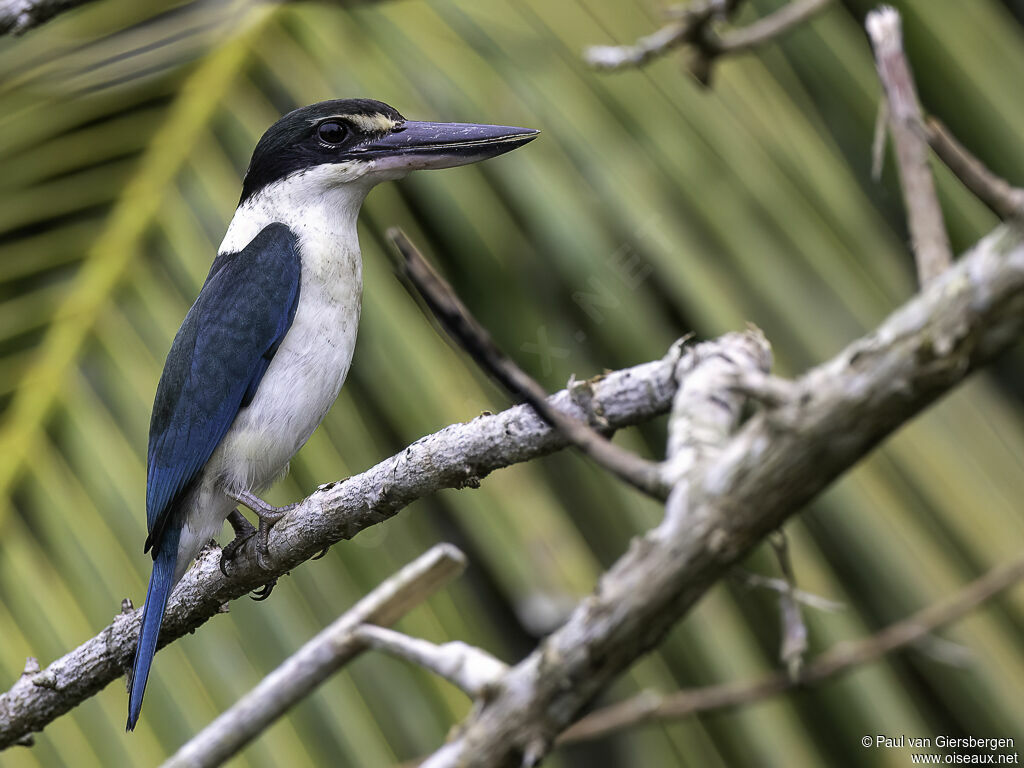 Collared Kingfisheradult