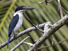 Collared Kingfisher