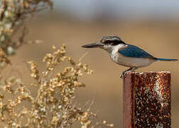 Red-backed Kingfisher