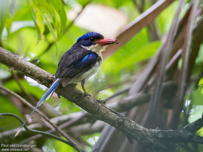 Common Paradise Kingfisheradult, identification